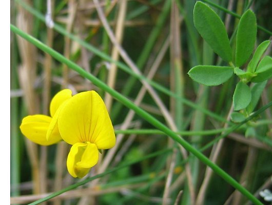 Lotus glaber Mill.